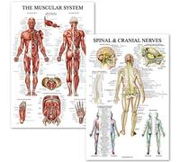 Palace Learning Lot de 2 posters anatomiques du système musculaire et des nerfs rachidiens - Laminé - Tableau d'anatomie des muscles et des nerfs rachidiens 45,7 x 61 cm (Muscle/colonne vertébrale)