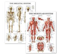 Palace Learning Lot de 2 posters anatomiques du système musculaire et squelettique - Ensemble de 2 tableaux - Squelette humain et anatomie musculaire - (45,7 x 68,6 cm)