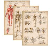 Palace Learning Lot de 3 affiches d'anatomie vintage Muscle + Squelette + Ligaments des articulations - Graphiques anatomiques du système musculaire et squelettique - Laminé 45,7 x 61 cm