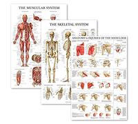 Palace Learning Lot de 3 affiches musculaires + squelette + anatomie et blessures de l'épaule - Tableaux anatomiques du système musculaire et squelettique - Laminé - 45,7 x 61 cm