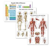 Palace Learning Lot de 3 affiches Tableau périodique des éléments [Blanc] + graphiques anatomiques du système musculaire et squelettique (laminé, 45,7 x 61 cm)