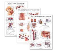 Palace Learning Lot de 3 - Poster anatomique du système reproductif féminin + système reproductif masculin + tableaux anatomiques de grossesse et de naissance