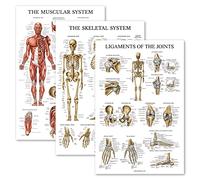 Palace Learning Lot de 3 posters anatomiques des muscles + squelette + ligaments des articulations - Tableaux anatomiques du système musculaire et squelettique - Laminé 45,7 x 61 cm
