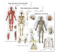 Palace Learning Lot de 3 posters d'anatomie musculaire + squelette + système nerveux - Tableaux anatomiques du système musculaire et squelettique - Laminé 45,7 x 61 cm