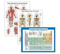 Palace Learning Lot de 3 posters - Muscle + squelette + tableau périodique des éléments pour enfants - Laminés - 45,7 x 61 cm