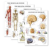 Palace Learning Lot de 4 affiches anatomiques plastifiées - Musculaire, squelette, système nerveux, cerveau - Ensemble de cartes anatomiques (laminé, 45,7 x 68,6 cm)