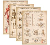 Palace Learning Lot de 4 affiches anatomiques vintage - Plastifiées - Musculaire, squelette, ligaments des articulations, anatomie de la colonne vertébrale - 45,7 x 61 cm