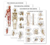 Palace Learning Lot de 4 posters anatomiques laminés - Musculaires, squelettiques, ligaments des articulations, anatomie de la colonne vertébrale - Ensemble de tableaux d'anatomie (laminés, 45,7 x 61