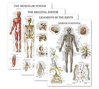 Palace Learning Lot de 4 posters anatomiques laminés - Musculaires, squelettiques, ligaments des articulations, système nerveux - Ensemble de tableaux d'anatomie (laminés, 45,7 x 61 cm)