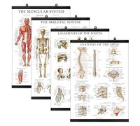 Palace Learning Lot de 4 posters anatomiques laminés - Musculaires, squelettiques, ligaments des articulations, anatomie de la colonne vertébrale - Ensemble de tableaux d'anatomie (laminé avec cadre