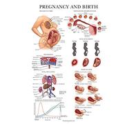 Palace Learning Poster Anatomie Grossesse et Naissance - Tableau Anatomique Femme Enceinte - 45,7cm x 61cm - Plastifié