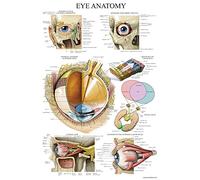 Palace Learning Poster anatomique des yeux laminés - Tableau d'anatomie de l'œil humain - 18 x 27