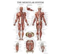 Palace Learning Poster anatomique du système musculaire - Laminé - Tableau d'anatomie musculaire - Double face (45,7 x 68,6 cm)