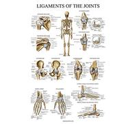 Palace Learning Poster anatomique Ligaments des articulations - Laminé - Tableau d'anatomie des ligaments - 18 x 24 cm