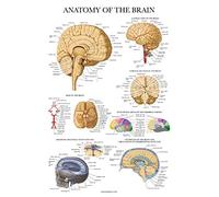 Palace Learning Poster d'anatomie du cerveau - plastifié - Tableau anatomique du cerveau humain