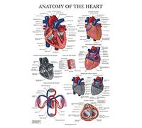 Palace Learning Poster d'anatomie du cœur - Laminé - Tableau anatomique du cœur humain - 45,7 x 61 cm