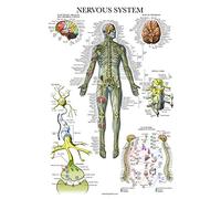 Palace Learning Poster d'anatomie du système nerveux - Laminé - Tableau anatomique du système nerveux autonome et du cerveau - 45,7 x 61 cm