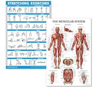 Palace Learning QuickFit Lot de 2 Affiches plastifiées pour Exercices d'étirement et système Musculaire Motif Anatomie Musculaire 45,7 x 68,6 cm, Laminated, 18" x 27"