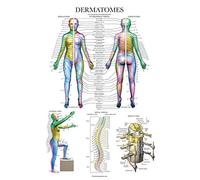 Palace Learning Tableau anatomique des dermatomes et du système nerveux - Affiche d'anatomie des dermatomes