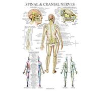 Palace Learning Tableau anatomique des nerfs rachidiens - Poster d'anatomie du système nerveux crânien (avec dermatomes) (laminé, 45,7 x 61 cm)