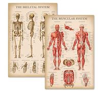 Palace Learning Tableau anatomique vintage du système musculaire et squelettique - Affiches d'anatomie du squelette humain et des muscles (laminé, 45,7 x 61 cm)