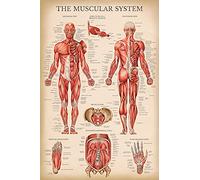 Palace Learning Tableau anatomique vintage du système musculaire - Poster d'anatomie musculaire humaine (laminé, 45,7 x 61 cm)