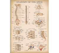 Palace Learning Vintage Anatomy of the Spine Poster - Laminated Spinal Anatomical Chart - 18" x 24"