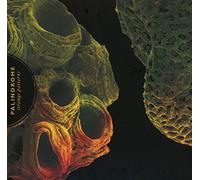 Palindrome - Strange Patterns [Import]