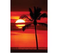 Palm Tree Sunset - Coucher de soleil - Palmier - 61x91cm - Affiche / Poster