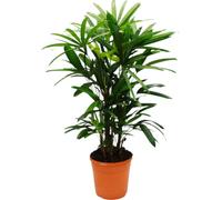 Palmier à boutures - Rhapis excelsa - Palmier bambou - pot 21cm - hauteur 80-100cm