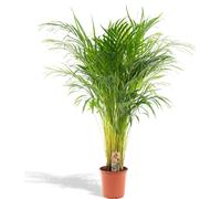 Palmier à fruits d'or Areca - plante d'intérieur Ø21cm - hauteur 110cm - palmier tropical purificateur d'air pour un climat intérieur sain - fraîchement sorti de la pépinière