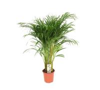 Palmier à fruits d'or - Dypsis Lutescens - Palmier Areca - Plante d'intérieur - Ø24cm - ↕120cm - Palmier tropical élégant - Purifiant l'air & facile d'entretien