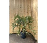 Palmier abricot taille du pot - en conte