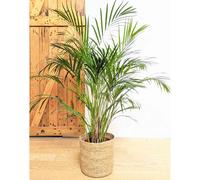 Palmier areca 120 cm + cache-pot