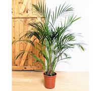 Palmier areca 120 cm d21