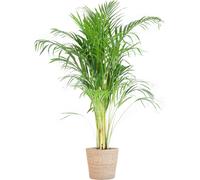 Palmier Areca (Dypsis) avec panier Sofia naturel - hauteur 100cm, Ø21cm, purificateur d'air