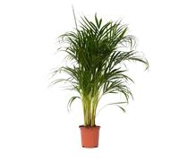 Palmier areca - Dypsis lutescens - Hauteur 100-120cm - d21cm