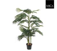 Palmier Areca Golden Cane, 190 cm - Verdure