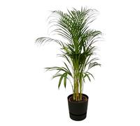 Palmier Areca, y compris Greenville Rond noir - 100-110cm - Ø21cm - Plante d'intérieur - Ensemble complet - Plante avec pot
