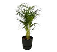 Palmier Areca, y compris Greenville Rond noir - 75-85cm - Ø19cm - Plante d'intérieur - Ensemble complet - Plante avec pot