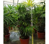 Palmier bambou 25 l 150-175 cm