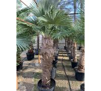 Palmier chanvre 45 l pied 50-60 125-150 cm