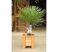 Palmier chanvre chinois env. 50 cm Trachycarpus fortunei