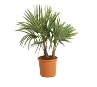 Palmier chanvre ? Trachycarpus fortunei 2 troncs 120/130cm Pot 28cm