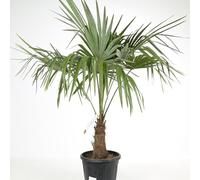 Palmier Chanvre Trachycarpus Fortunei 20/30cm - Plante En Pot - Floraison Fin de Printemps Exposition - Exposition Soleil ou Mi-ombre Sol