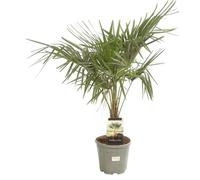 Palmier Chanvre Trachycarpus Fortunei 25cm Pot 15l - Plante En Pot - Floraison Mai à Juin Exposition - Exposition Soleil ou Mi-ombre Sol