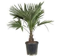 Palmier chanvre ? Trachycarpus fortunei 30/40cm