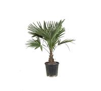 Palmier Chanvre Trachycarpus Fortunei 30/40cm - Plante En Pot - Floraison Mai à Juin Exposition - Exposition Soleil ou Mi-ombre Sol