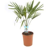 Palmier chanvre ? Trachycarpus fortunei 50/60 cm Pot 20cm