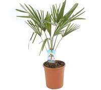 Palmier Chanvre Trachycarpus Fortunei 50/60 cm Pot 20cm - Plante En Pot - Floraison Mai à Juin Exposition - Hauteur 50/60 Cm - Exposition Soleil Sol
